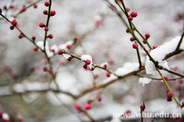 雪落靜無聲組圖