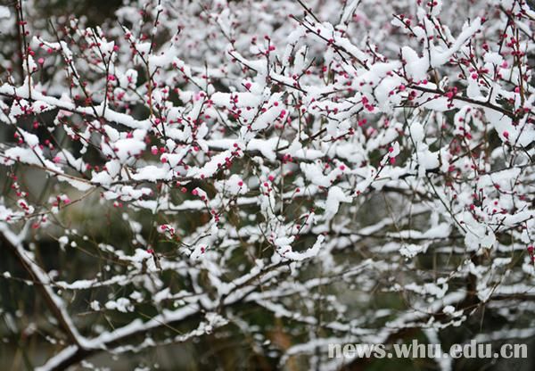 雪落靜無聲組圖