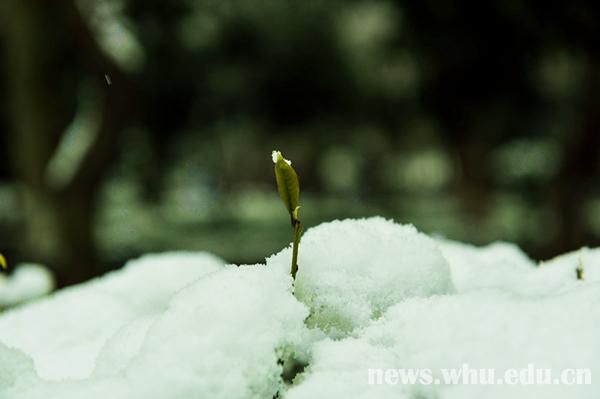 雪落靜無聲組圖