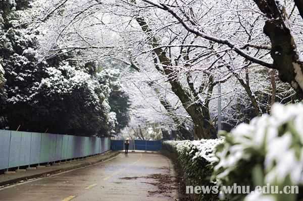 雪落靜無聲組圖