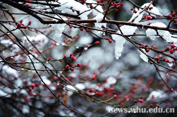 雪落靜無聲組圖