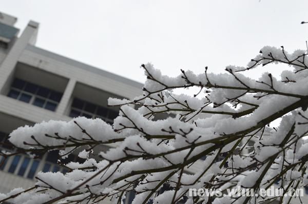 雪落靜無聲組圖