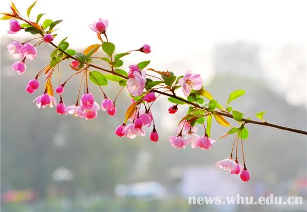 三月芳菲盛組圖