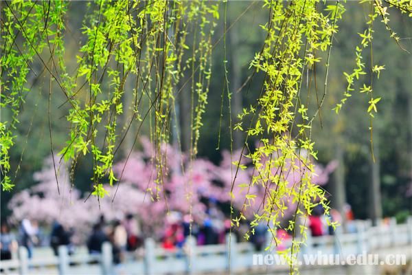 三月芳菲盛組圖