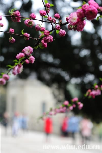 三月芳菲盛組圖